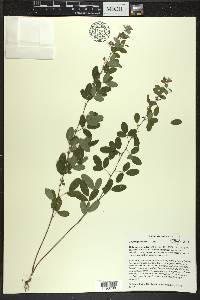 Lespedeza violacea image