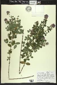 Lespedeza violacea image