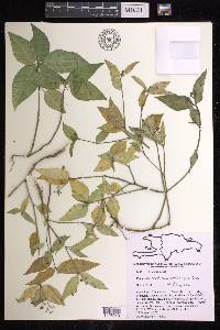 Euphorbia oerstediana image