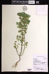 Euphorbia peplus image