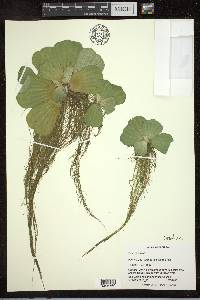 Pistia stratiotes image