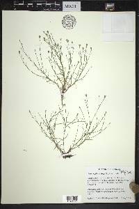 Petrorhagia saxifraga image