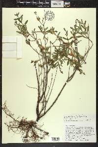 Hypericum kalmianum image