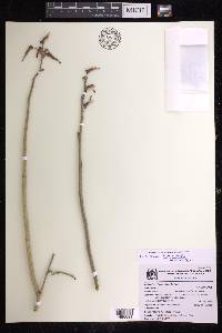 Euphorbia tithymaloides image