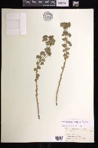 Euphorbia brachycera image