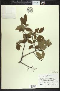 Prunus umbellata image