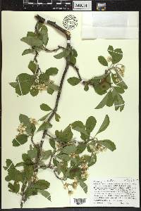 Crataegus punctata image