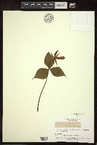 Trillium erectum image