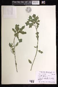 Euphorbia cyathophora image