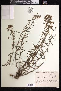Euphorbia polygalifolia image