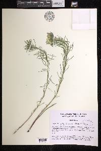 Euphorbia polygalifolia image