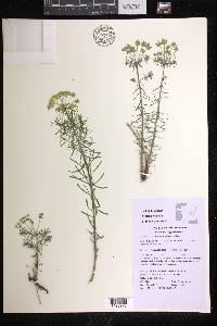 Euphorbia cyparissias image