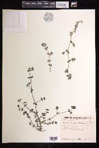 Euphorbia meyeniana image
