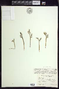 Botrychium matricariifolium image