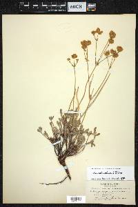 Eriogonum umbellatum var. subaridum image