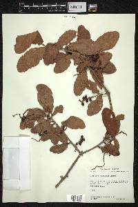 Coccoloba liebmannii image