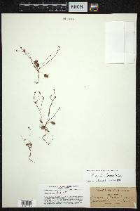 Eriogonum caninum image