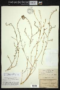 Corispermum americanum image