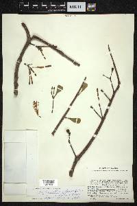 Psittacanthus palmeri image