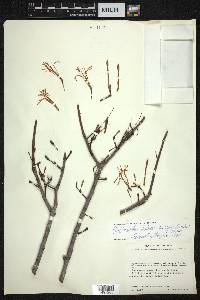 Psittacanthus palmeri image