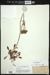 Eriogonum umbellatum var. majus image