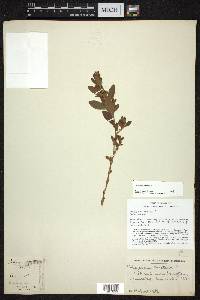 Polygonum erectum image