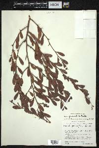 Ximenia parviflora image