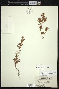 Polygonum achoreum image