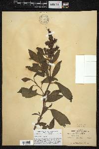 Rumex altissimus image