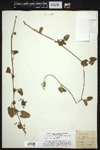 Aristolochia californica image