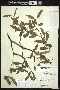 Phoradendron quadrangulare image