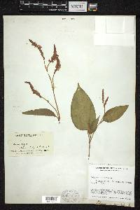 Persicaria orientalis image