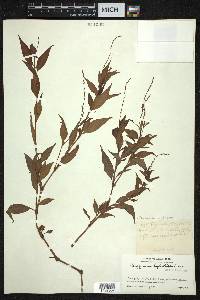 Persicaria hydropiper image