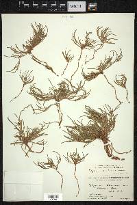 Polygonum sibiricum image
