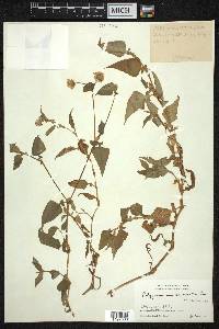 Polygonum runcinatum image