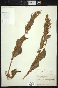 Polygonum rumicifolium image