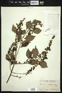 Deeringia amaranthoides image