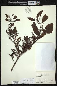 Helixanthera odorata image