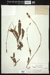 Bistorta officinalis subsp. officinalis image