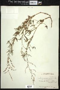 Rumex hastatus image