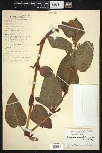 Polygonum rumicifolium image