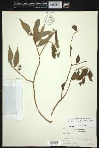 Olax acuminata image