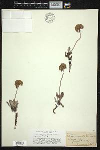 Eriogonum ovalifolium image