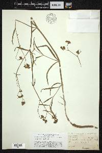 Mirabilis linearis image