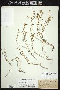Spergularia macrotheca var. longistyla image