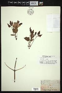 Clematis verticillaris image