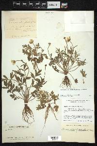 Ranunculus fascicularis image