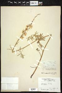 Delphinium brunonianum image