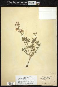 Delphinium tricorne image