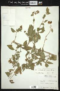 Pisonia donnellsmithii image